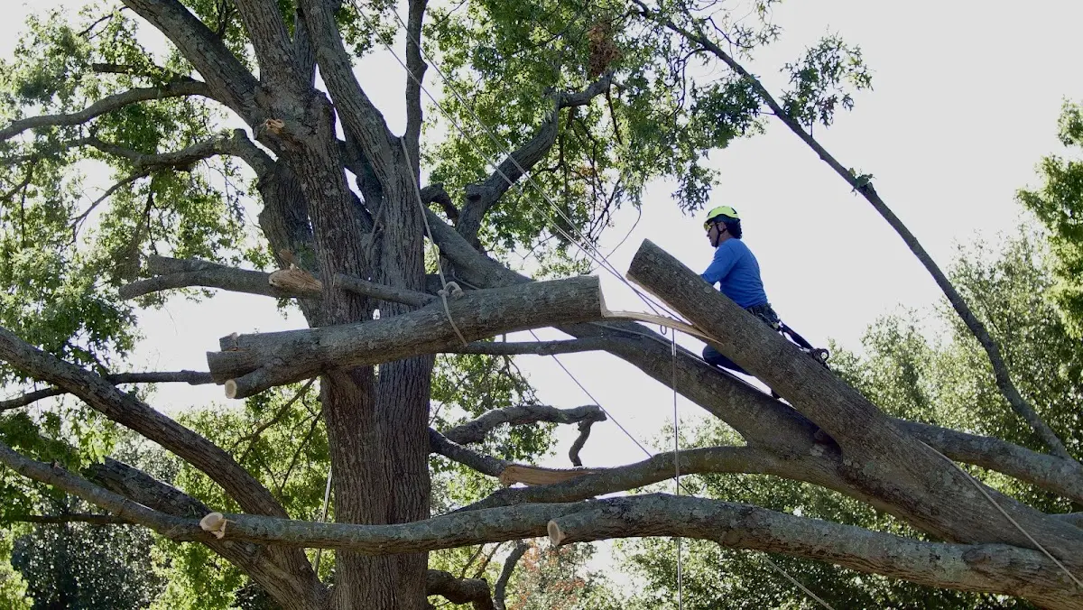 Professional Hazardous Tree Removal performed by certified arborists in Biloxi